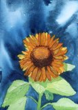 Danniel's Sunflower