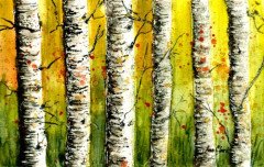 Birch
