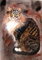 Calico Cat