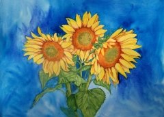 Glorious Sunflowers