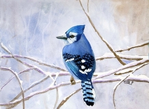 Winter Blue Jay