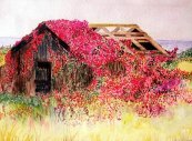 Canopy In Red
