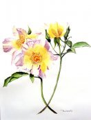 Delicate Petals