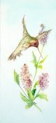 Hummingbird 2