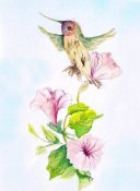 Hummingbird 3