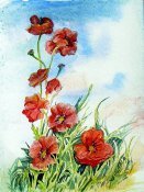 Poppies