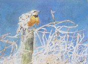 Robin