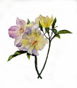 Soft Flowers
