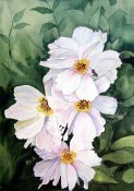 Spring Blossoms