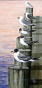 Seagulls On Pier