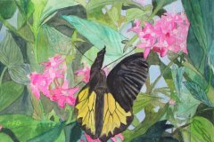Butterfly W Pink Flowers
