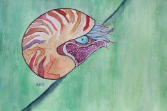 Chambered Nautilus
