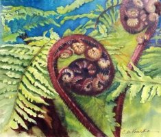 Curly-Ferns