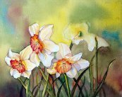 Daffodils