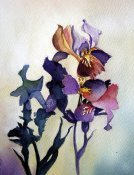 Iris And Shadows