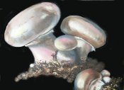 Mushrooms In Oil