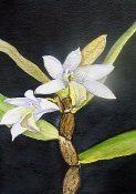 Oncidium