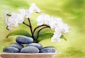 Orchids