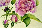 Pink Rose