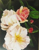 Roses In Bloom