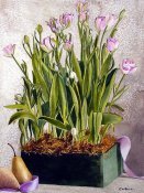 Tulips And Pears
