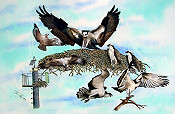 Collection Of Ospreys