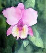 Orchid