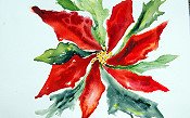 Poinsettia 2009