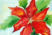 Poinsettia 2011