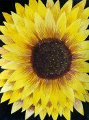 Sun Flowers