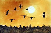Sunset Herons