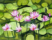 Water Lilies