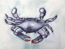Blue Crab 2