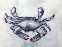 Blue Crab 2