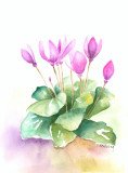 Cyclamen