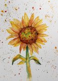 Wild Sunflower