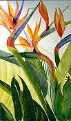 Bird Of Paradise