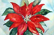 Christmas Poinsettia 2010