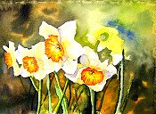 Daffodils