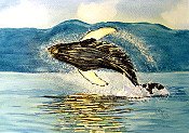 Free Willy