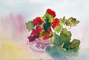 Geranium Reflections