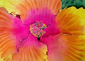 Hibiscus