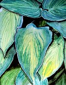 Hostas