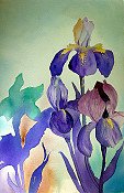 Iris Collage