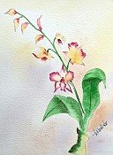 Orchid