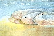 School Of Fish