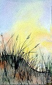Sea Grass At Sunset