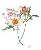 Wild Roses