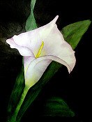 Calla Lily