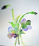 Loose Pansies